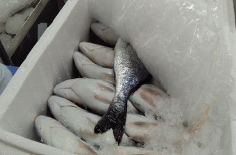Portugal Seafood QC Inspector